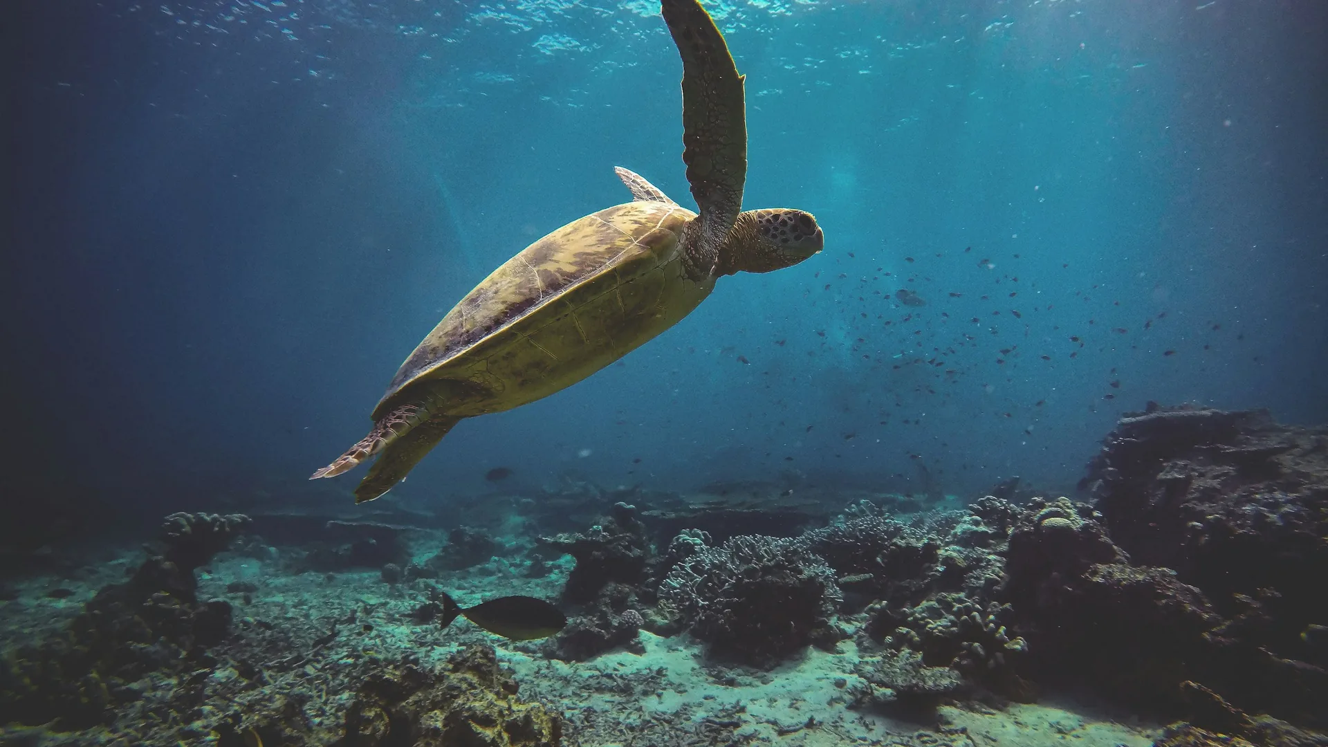 A scuba diver over a bright coral reef with a sea turtle in the clear waters of the Gili Islands