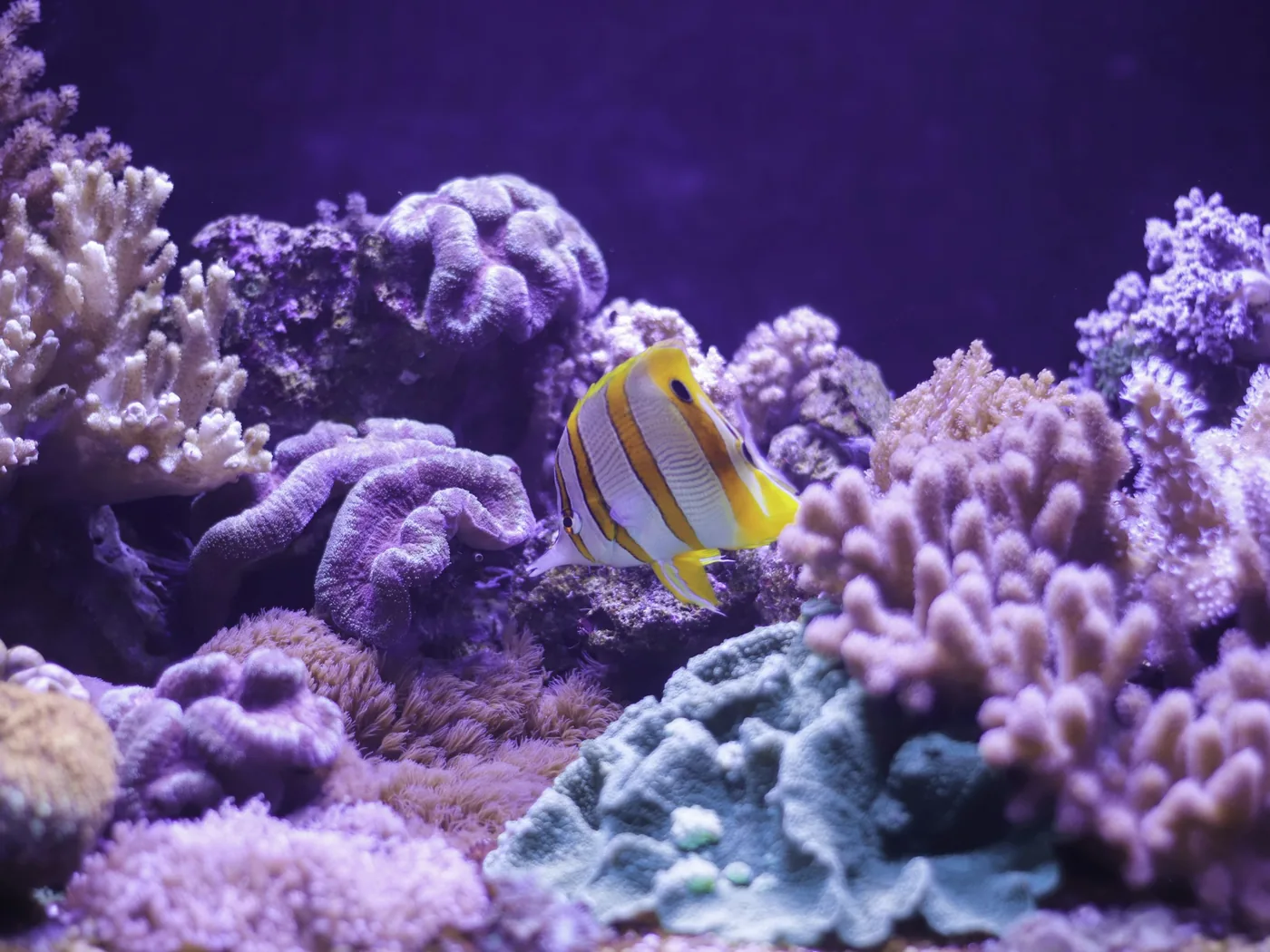 A colourful tropical coral reef with fish